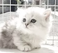 ミヌエット(短足)【香川県・女の子・2025年8月25日・チンチラシルバー】の写真6