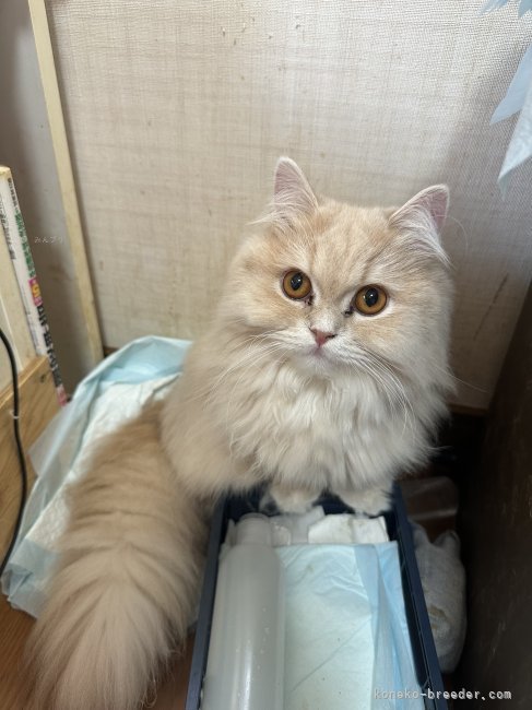 ミヌエット【・女の子・2023年12月5日・クリームタビー&amp;ホワイト】