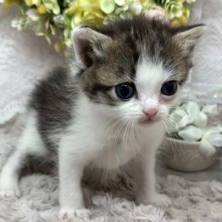 ID：2403-01443の子猫