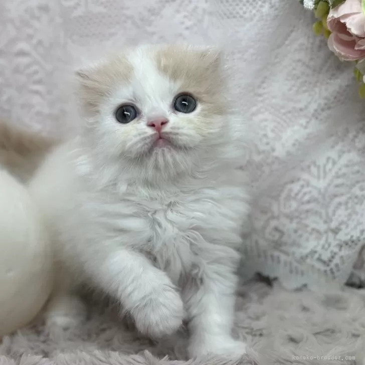 ID：2404-02664の子猫