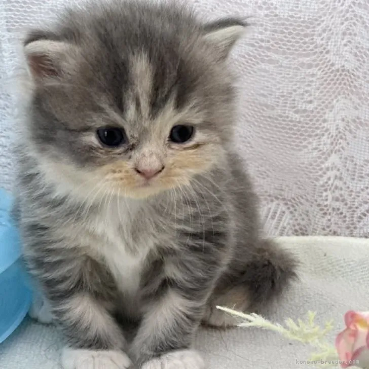 ID：2308-01141の子猫