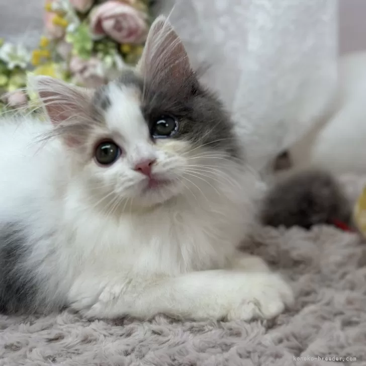 ID：2405-03792の子猫