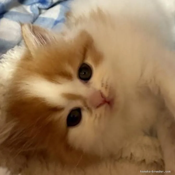 ID：2303-00534の子猫