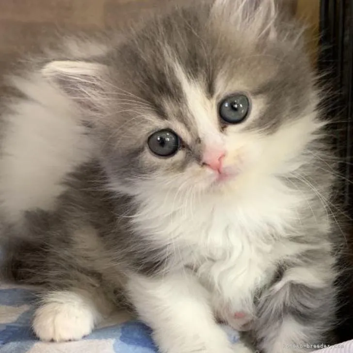 ID：2301-00769の子猫