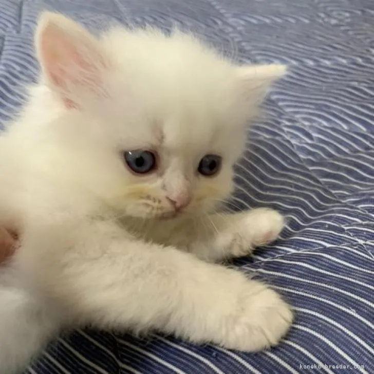 ID：2206-03241の子猫