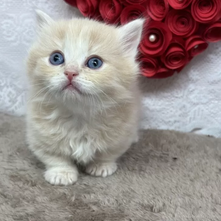 ID：2401-00266の子猫