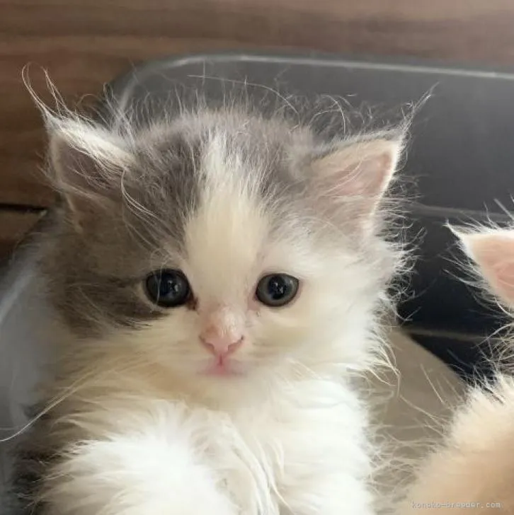 ID：2206-03244の子猫