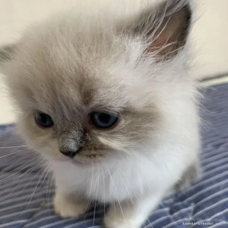 ID：2206-02807の子猫