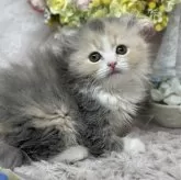 スコティッシュフォールド(折れ耳)【長野県・女の子・2024年1月24日・ダイリュートキャリコ】の写真1