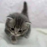 ミヌエット(短足)【長野県・男の子・2023年6月14日・ブルータビー】の写真2