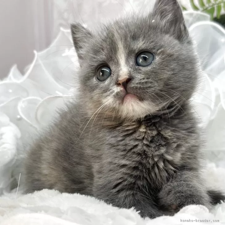 ID:2507-00864の子猫