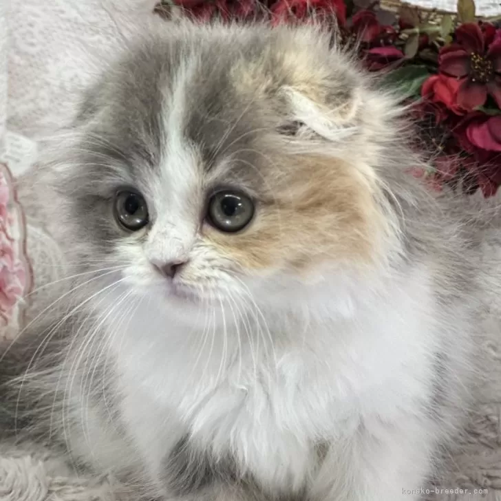 ID：2501-01426の子猫