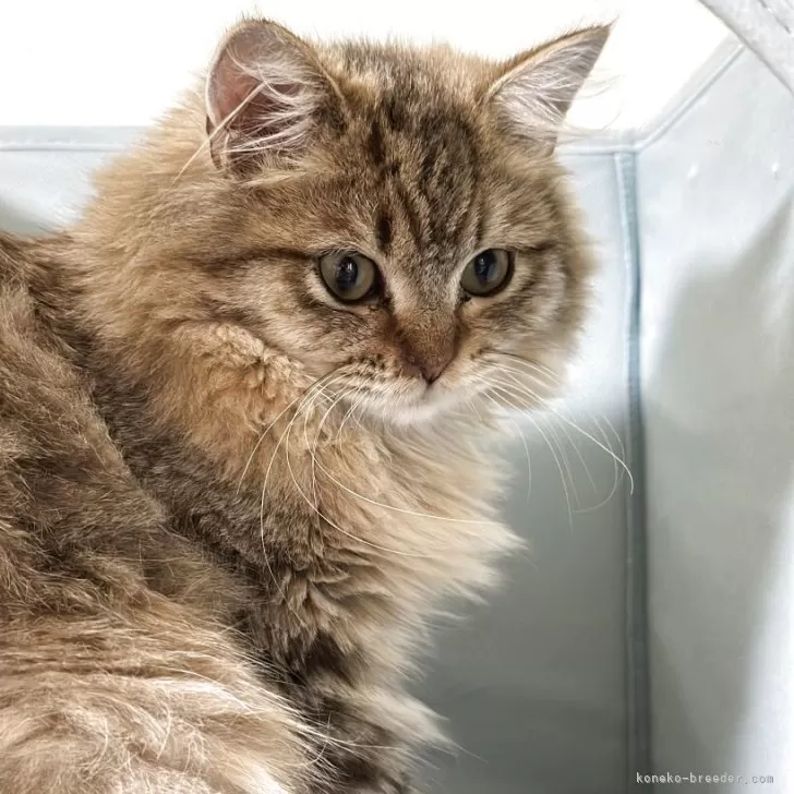 ミヌエット(長足)【長野県・男の子・2025年4月23日・ブラウンタビー】の写真1