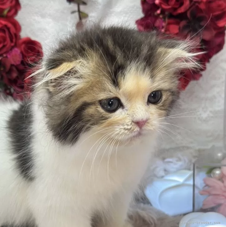 テンプチ 様のお迎えした子猫