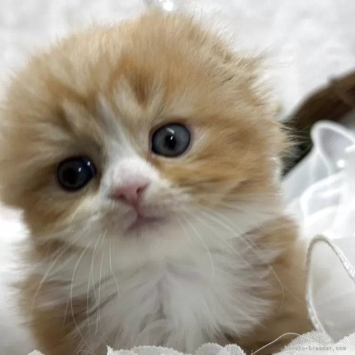 ID：2511-01449の子猫