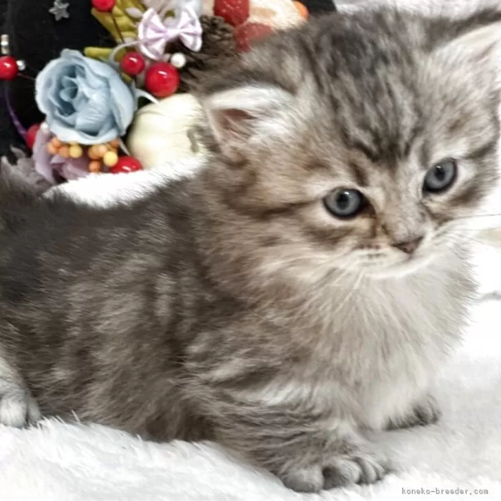 マンチカン(短足)【長野県・男の子・2025年10月2日・シルバータビー】の写真1