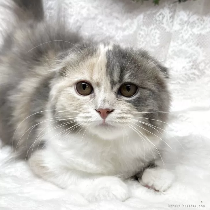 M.K 様のお迎えした子猫