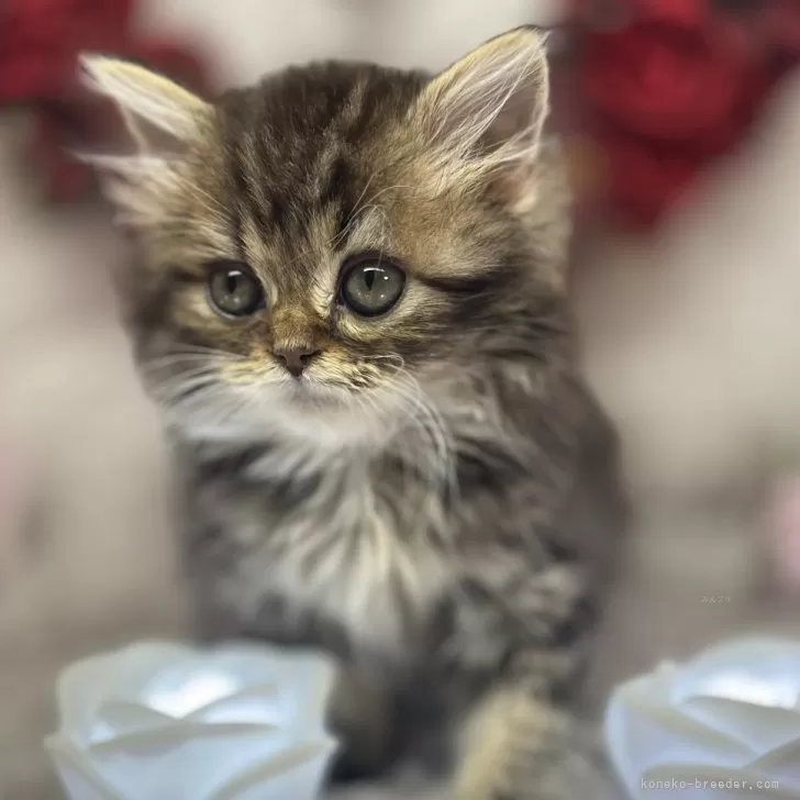 ID:2412-01923の子猫