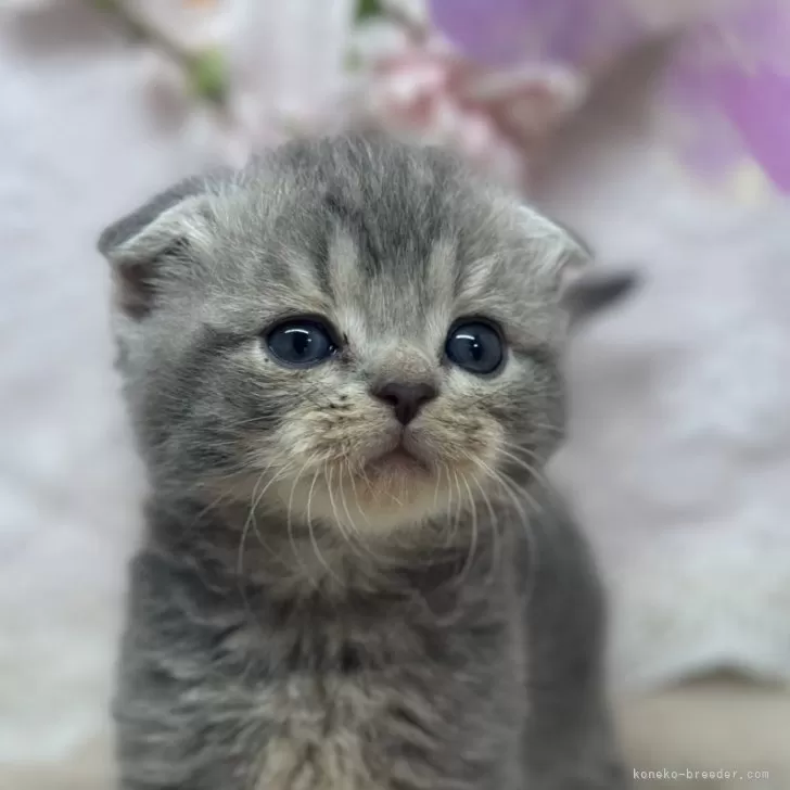 ID:2504-00047の子猫