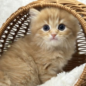 ミヌエット(長足)【長野県・男の子・2025年11月2日・レッドタビー（ロング）】の写真「可愛い男の子♡♡」