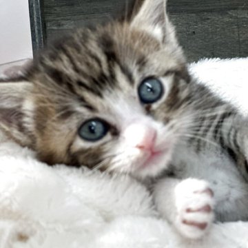 マンチカン(長足)【長野県・男の子・2025年10月2日・ブラウンタビー&ホワイト（ショート）】の写真「🐾足長ちゃん🐾眼力強めです♡」