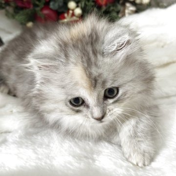 ミヌエット(短足)【長野県・女の子・2025年10月8日・シルバーパッチドタビー（ロング）】の写真「天使ちゃんᜊ(՞_  ̫ _ ՞)ᜊ」