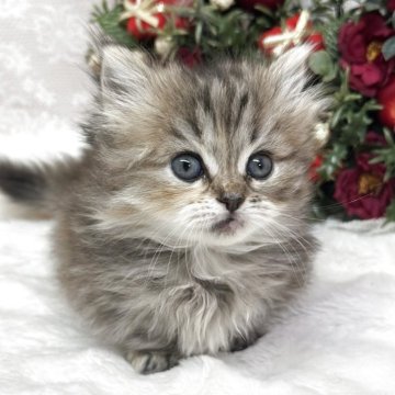 マンチカン(短足)【長野県・女の子・2025年10月2日・ブラウンパッチドタビー（セミロング～ロング）】の写真「🐾極短ちゃん🐾ふわふわ可愛い男の子」