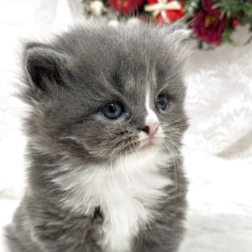 スコティッシュフォールド(立ち耳)【長野県・男の子・2025年10月8日・レッドタビー&ホワイト（セミロング～ロング）】の写真「可愛いハチワレちゃん♡」