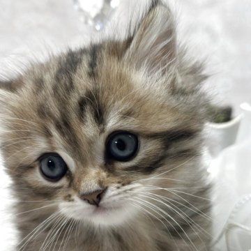 ミヌエット(長足)【長野県・女の子・2025年11月2日・ブラウンタビー（ロング）】の写真「天使ちゃん.°ʚ(*´˘`*)ɞ°.」