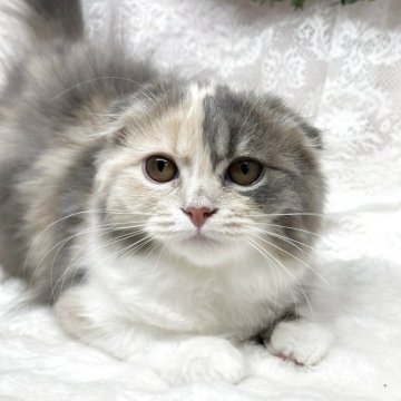 スコティッシュフォールド(折れ耳)【長野県・女の子・2025年7月27日・ダイリュートキャリコ（セミロング～ロング）】の写真「見学後一緒に帰れます♡♡」