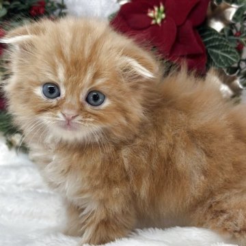 スコティッシュフォールド(折れ耳)【長野県・男の子・2025年9月30日・レッドタビー&ホワイト（セミロング～ロング）】の写真「可愛いクリームタビー♡♡」