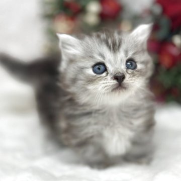 ミヌエット(短足)【長野県・男の子・2025年10月8日・シルバータビー（ロング）】の写真「🐾極短ちゃん🐾ふわふわ可愛い男の子🐾」