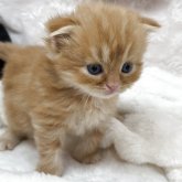 スコティッシュフォールド(折れ耳)