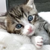 マンチカン(長足)