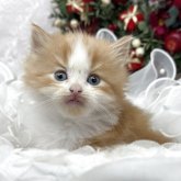 スコティッシュフォールド(立ち耳)