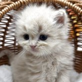 スコティッシュフォールド(立ち耳)