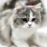 スコティッシュフォールド(立ち耳)