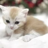 マンチカン(短足)