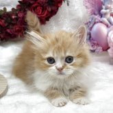 ミヌエット(短足)