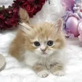 ミヌエット(短足)