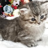 マンチカン(短足)