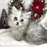 ミヌエット(短足)