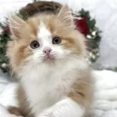 スコティッシュフォールド(立ち耳)