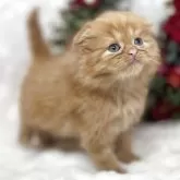 スコティッシュフォールド(折れ耳)