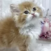 スコティッシュフォールド(立ち耳)