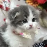 スコティッシュフォールド(折れ耳)【長野県・男の子・2024年11月27日・ブルータビー&ホワイト】の写真1