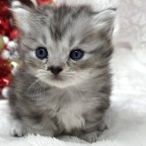 ミヌエット(短足)