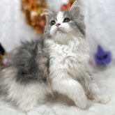 スコティッシュフォールド(立ち耳)