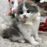 スコティッシュフォールド(折れ耳)【長野県・男の子・2024年11月27日・ブルータビー&ホワイト】の写真2