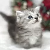 ミヌエット(短足)【長野県・男の子・2025年10月8日・シルバータビー】の写真2